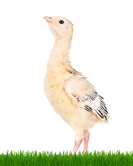 Image showing Little chicken turkey