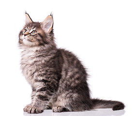 Image showing Maine Coon kitten on white