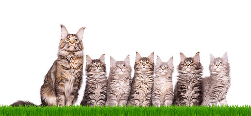 Image showing Maine Coon kitten in grass