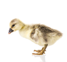 Image showing Cute newborn gosling