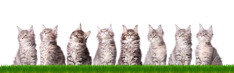 Image showing Maine Coon kitten in grass