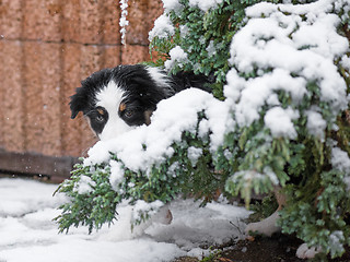 Image showing Australian shepherd puppy