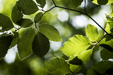 Image showing Green beech leaves in spring