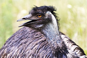 Image showing Emu head and upper neck