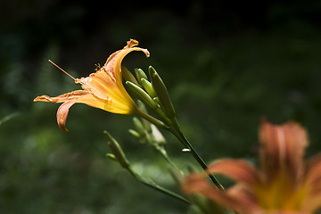 Image showing A flower of an orange day-lily. Side view