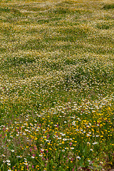 Image showing Spring flower meadow