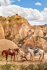 Image showing Beautiful horses in Rose valley near Goreme, Turkey