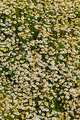 Image showing Spring flower meadow