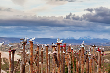 Image showing Decorative pigeons near Uchisar