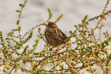 Image showing Sparrow on the Shrubbery