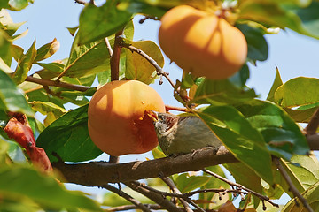 Image showing Sparrow Eats Persimmon