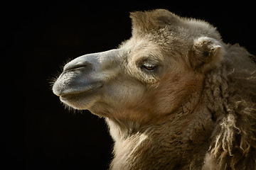 Image showing Portrait of Camel