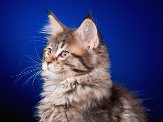 Image showing Maine Coon kitten on blue