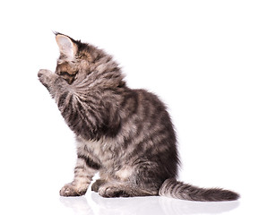 Image showing Maine Coon kitten on white