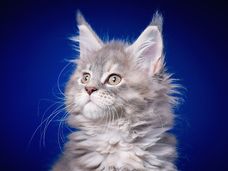 Image showing Maine Coon kitten on blue