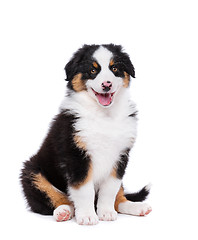 Image showing Australian shepherd puppy