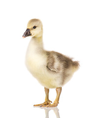 Image showing Cute newborn gosling