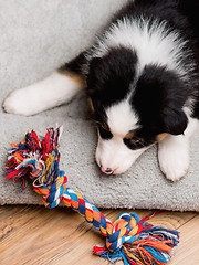 Image showing Australian shepherd puppy