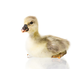 Image showing Cute newborn gosling