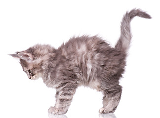 Image showing Maine Coon kitten on white