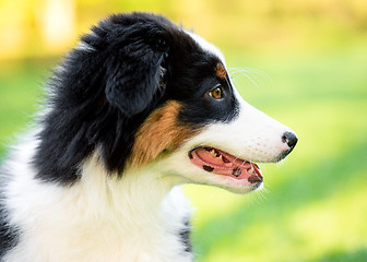 Image showing Australian shepherd puppy