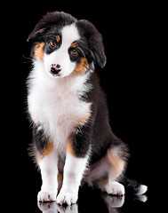 Image showing Australian shepherd puppy