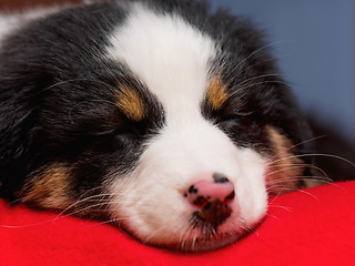 Image showing Australian shepherd puppy