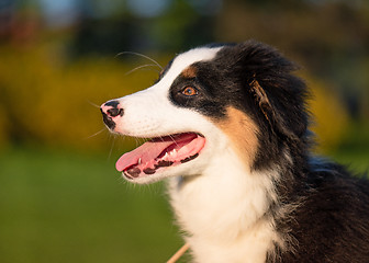 Image showing Australian shepherd puppy