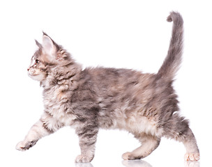 Image showing Maine Coon kitten on white