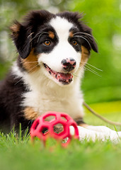 Image showing Australian shepherd puppy