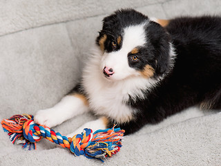 Image showing Australian shepherd puppy