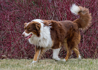 Image showing Australian Shepherd on meadow