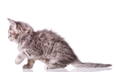 Image showing Maine Coon kitten on white