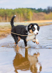 Image showing Australian shepherd puppy