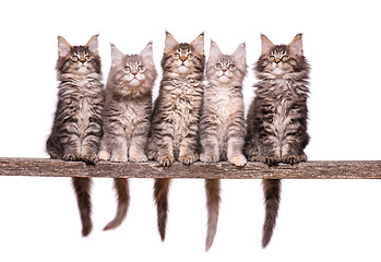 Image showing Maine Coon kitten on white