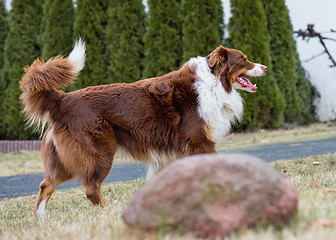 Image showing Australian Shepherd on meadow