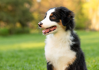 Image showing Australian shepherd puppy