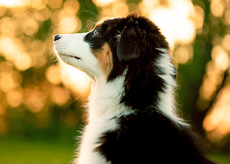 Image showing Australian shepherd puppy