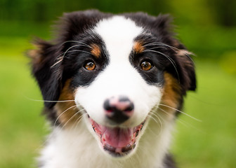 Image showing Australian shepherd puppy