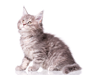 Image showing Maine Coon kitten on white