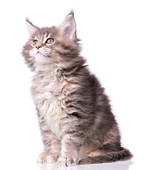 Image showing Maine Coon kitten on white