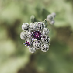 Image showing Inflorescence  of  woolly burdock (downy burdock). Top view