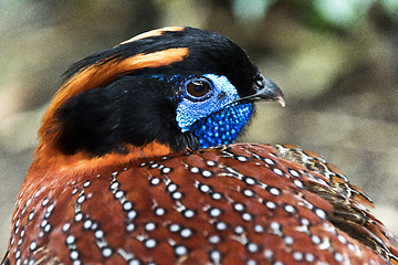 Image showing Head of bird (tragopan)