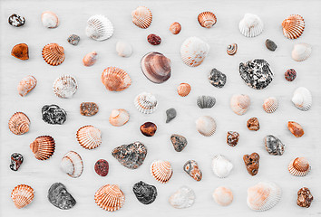 Image showing Variety of seashells on white wooden surface