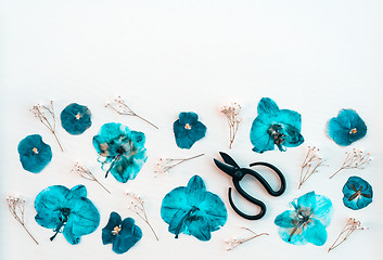 Image showing Pansies and scissors on white background
