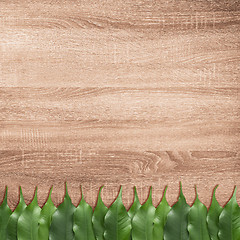 Image showing Ficus leaves on the brown wooden texture background.