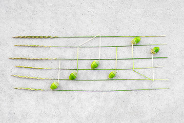 Image showing Music notes made of green acorns and wild grass