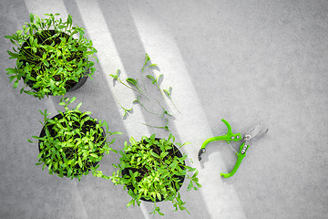 Image showing Potted cilantro herbs in sunlight