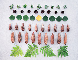 Image showing Summer forest leaves and cones collection