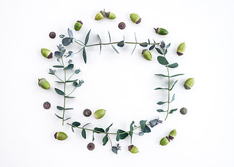 Image showing Eucalyptus and acorns frame on white background